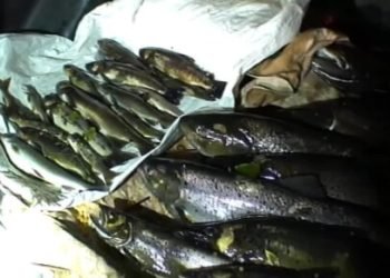 neeiline-aplinkosaugininku-operacija:-suciupti-brakonieriai,-„zvejoje“-elektra-kenos-upeje