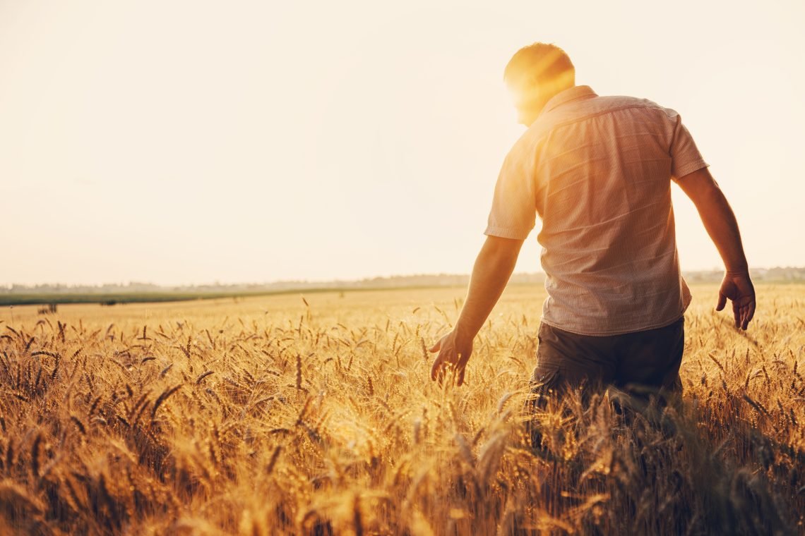 Silhouette of Man agronomist farmer in golden wheat field. Male holds ears of wheat in hand.