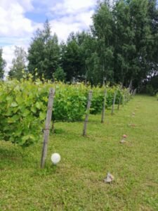 Mikalajūnų šeimos vynuogyne Greta lietuviškam klimatui pritaikytų veislių čia auga ir prancūziškos kilmės vynmedžiai – (Chardonnay), Pinot Noir ir kitos veislės.