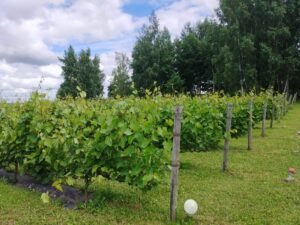 Mikalajūnų šeimos vynuogyne Greta lietuviškam klimatui pritaikytų veislių čia auga ir prancūziškos kilmės vynmedžiai – (Chardonnay), Pinot Noir ir kitos veislės.