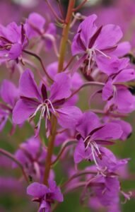 Gaurometis