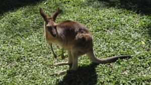 Klaipėdos universiteto doktorantė Eglė Stonkė Australijoje ieškojo, kas sieja Kuršių neriją ir Didįjį barjerinį rifą
